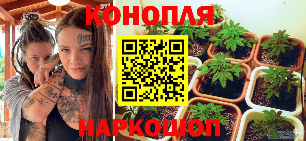 Каннабис гибрид  Бошки марихуана сатива  Канабис VHQ  Артём  Вход с VPN  Конопля конопля 